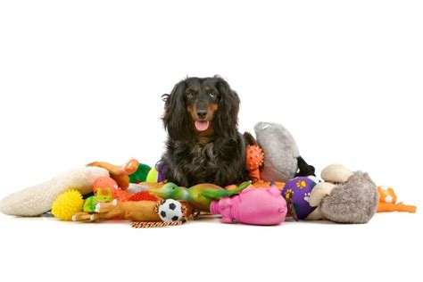 Should I leave toys with my dog?