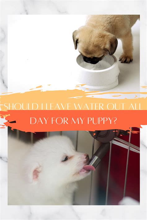 Should I leave water out for my puppy all day?