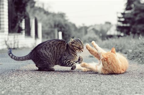 Should I let my cat fight other cats?