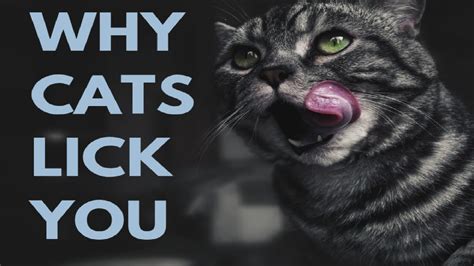 Should I let my cat lick me?