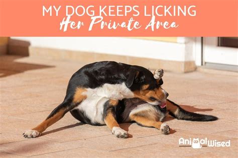 Should I let my dog lick my?