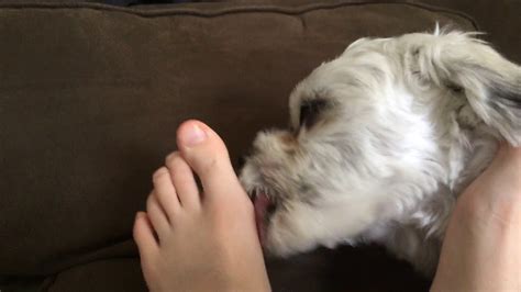 Should I let my dog lick my feet?