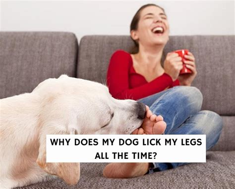 Should I let my dog lick my legs?