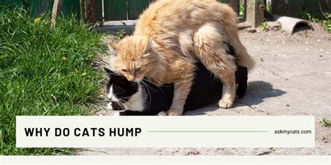 Should I let my male cat hump?
