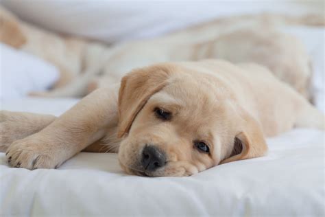 Should I let my puppy sleep with my dog?