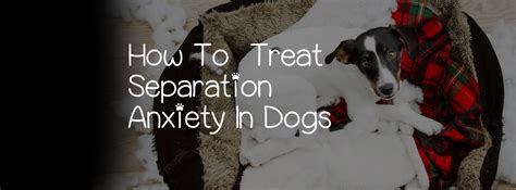 Should I medicate my dog for separation anxiety?