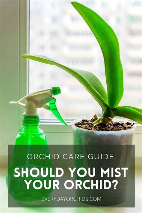 Should I mist my orchid?