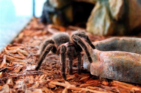 Should I mist my tarantula?