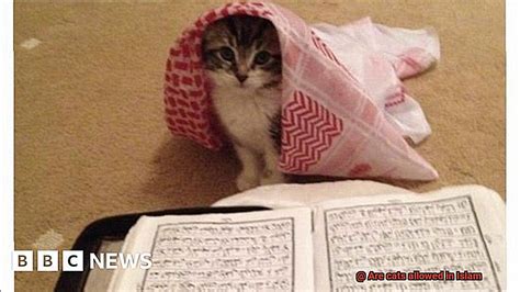 Should I pet a cat in Islam?