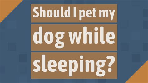 Should I pet my dog while sleeping?