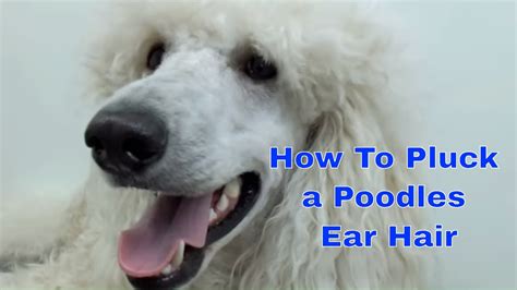 Should I pluck my poodles ears?