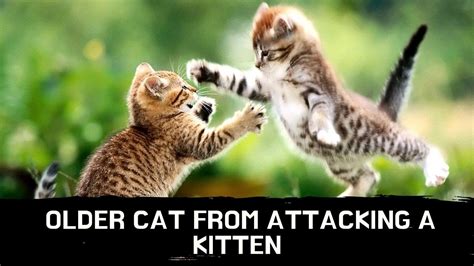 Should I punish my cat for attacking my kitten?