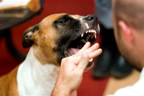 Should I punish my dog after biting?