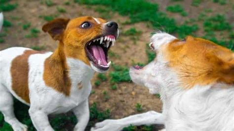Should I punish my dog for attacking my other dog?