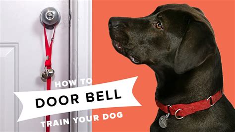 Should I put a bell on my dog?