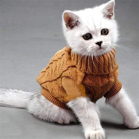 Should I put clothes on my cat in winter?