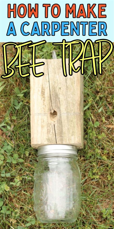 Should I put something in carpenter bee trap?