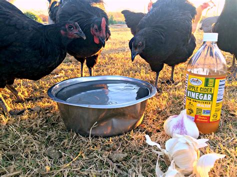 Should I put vinegar in my chickens water?