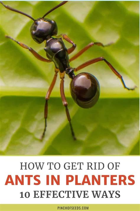 Should I remove ants from plants?