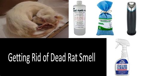 Should I remove dead rat?