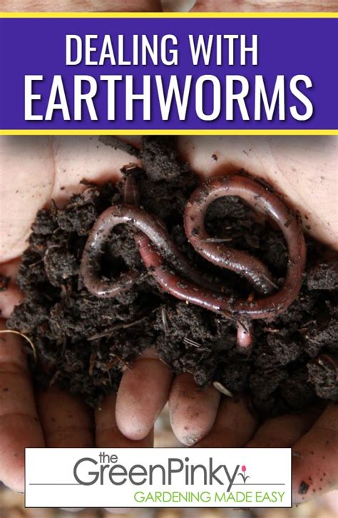 Should I remove earthworms?