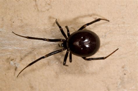 Should I remove false widow spider?