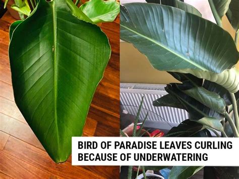 Should I remove leaves from bird of paradise?