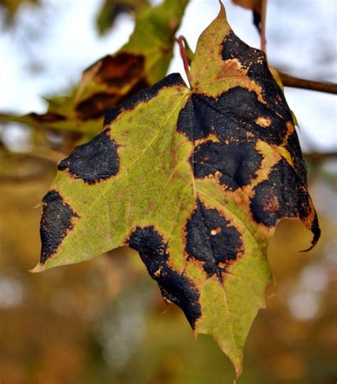 Should I remove leaves with black spot?