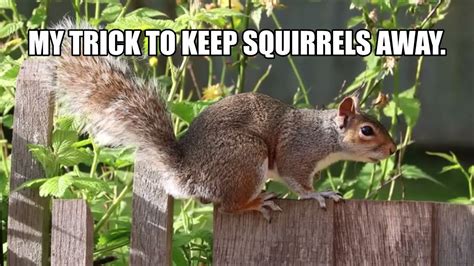 Should I save a squirrel?
