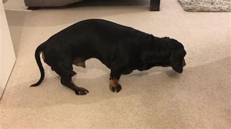 Should I see my Dachshunds spine?