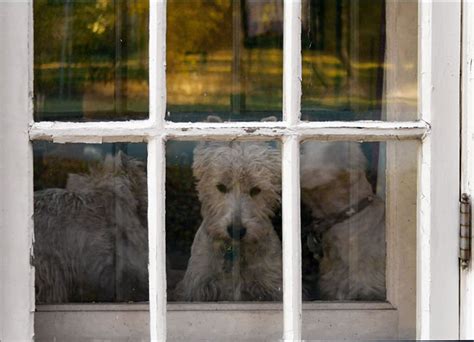Should I separate my dogs when I leave?