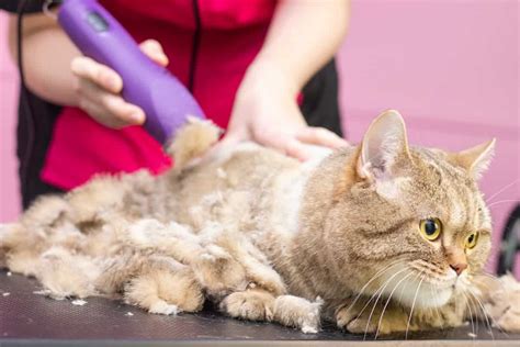 Should I shave my long-haired cat?