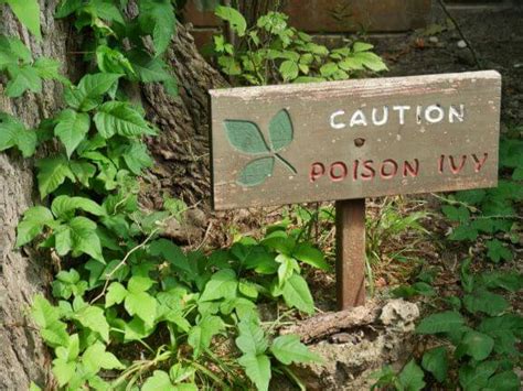 Should I shower more or less with poison ivy?