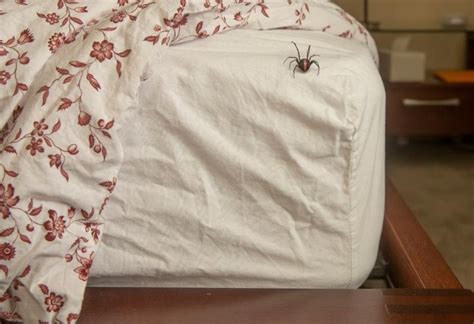 Should I sleep with a spider in my bed?