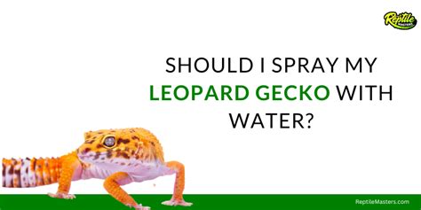 Should I spray my leopard gecko with water?