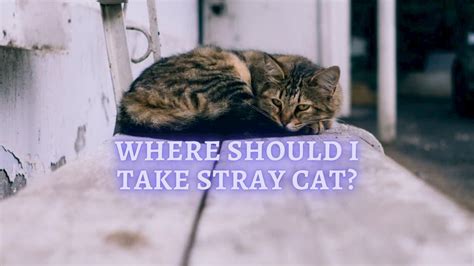 Should I take in a stray cat?