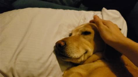 Should I wake my dog up from a bad dream?