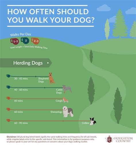 Should I walk my 15 year old dog?