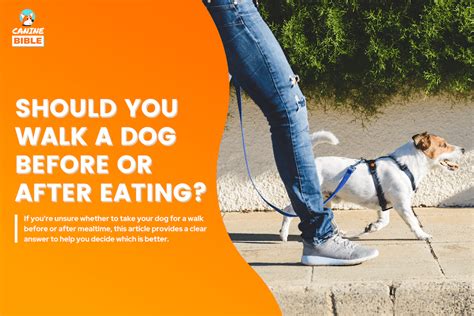 Should I walk my dog before or after eating?