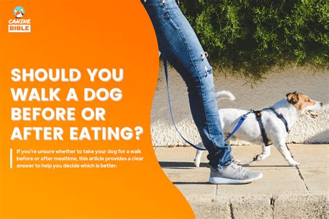 Should I walk my dog before or after he eats?