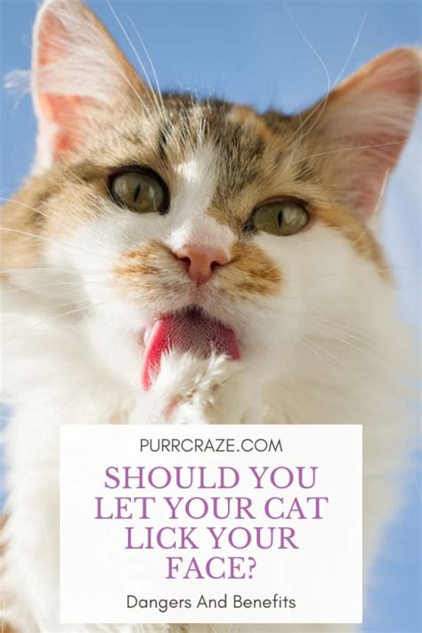 Should I wash my face after my cat licks me?