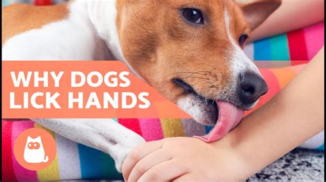 Should I wash my hands after my dog licks me?