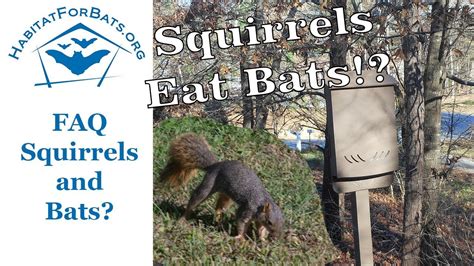 Should I worry about squirrels?