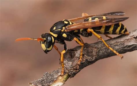 Should I worry about wasps?