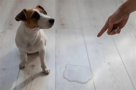 Should I worry if my dog throws up clear liquid?