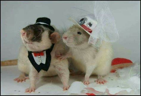 Should a Rat marry a Rat?