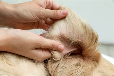 Should a dog's ear hair be plucked?