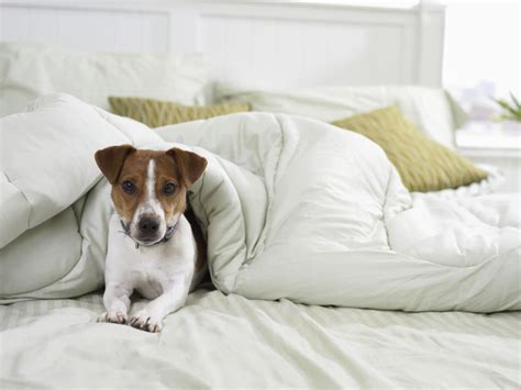 Should a dog sleep on your bed?