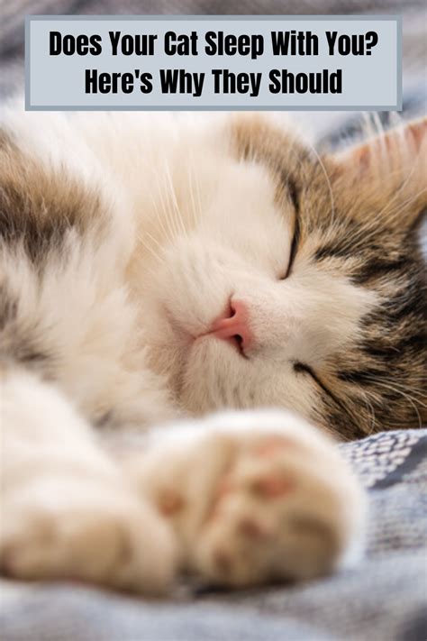 Should a kitten sleep with you?