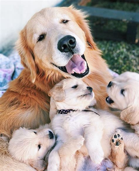 Should a mother dog be with her puppies at all times?
